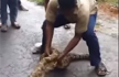 Kerala man squeezes out 2 goats from a python’s belly!